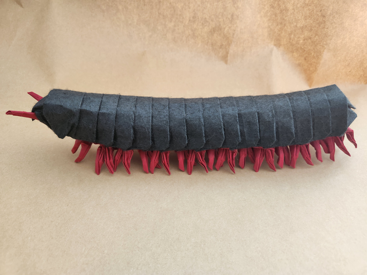 Side view of Young Millipede