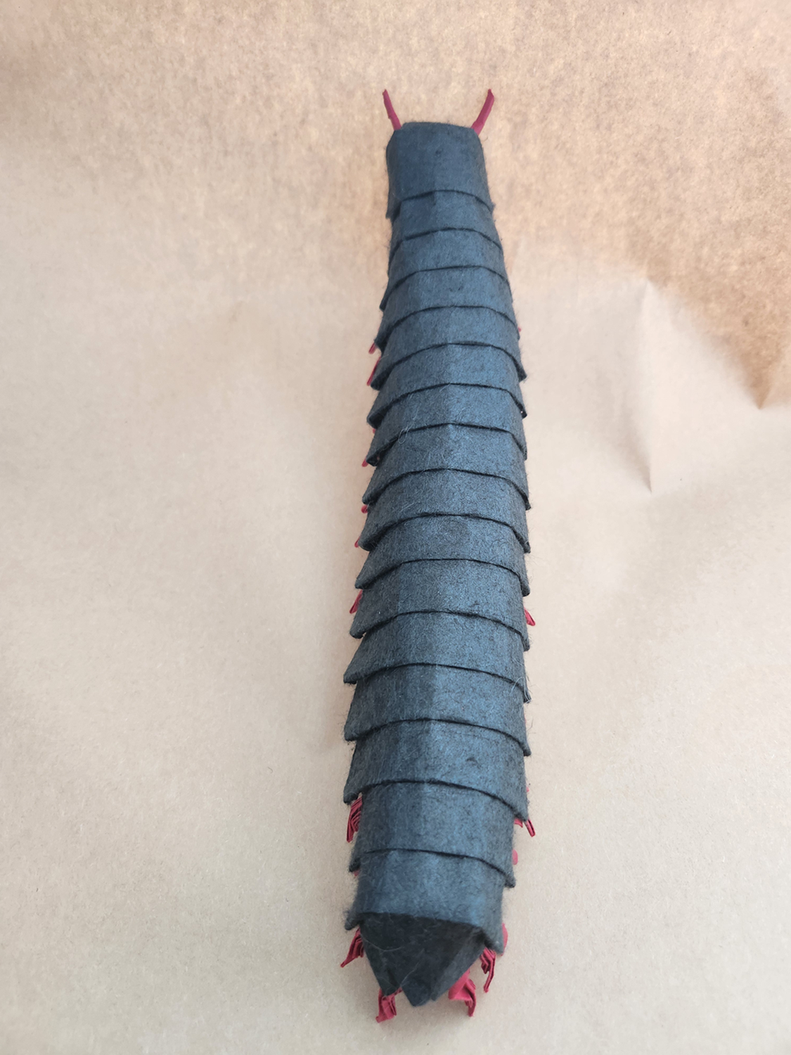 Top view of Young Millipede